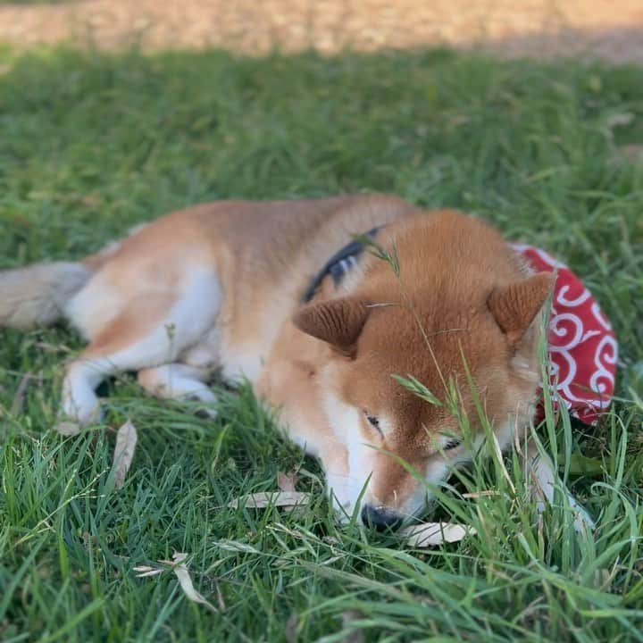 Shibainu Pontaのインスタグラム：「休憩中☀️  #メルボルン #柴犬のいる暮らし」