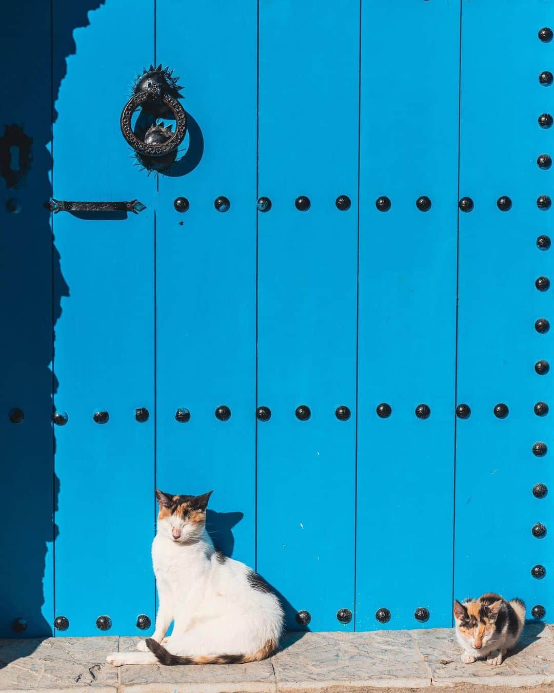 近藤あやさんのインスタグラム写真 - (近藤あやInstagram)「Blue City  #chefchaouen 💙  There are so many cats in this city! 😽✨There's a lot of them in all of Morocco! 🇲🇦Cat lovers will love it!😍💖💖  青い街シャウエン。 どこ見ても青い😻💙💙  #morocco #moroccotravel #travelmorocco #moroccotrip #モロッコ #モロッコ旅行 #シャウエン」12月5日 20時20分 - doraemontoaya