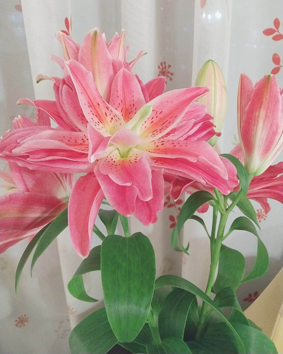 松坂南さんのインスタグラム写真 - (松坂南Instagram)「百合💓  花粉に注意ですが（笑）華やかで　わりと長く楽しめるお花💐  #love  #flowers  #百合」12月5日 21時17分 - minami_matsuzaka