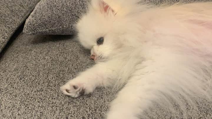 神尾美沙のインスタグラム：「baby♥︎」
