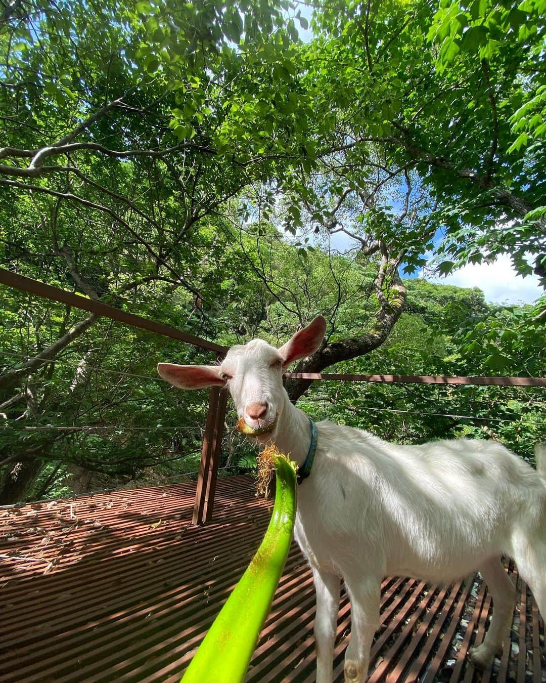 森星さんのインスタグラム写真 - (森星Instagram)「Treeful of dreams🧚 @treeful.treehouse」12月6日 14時16分 - hikari