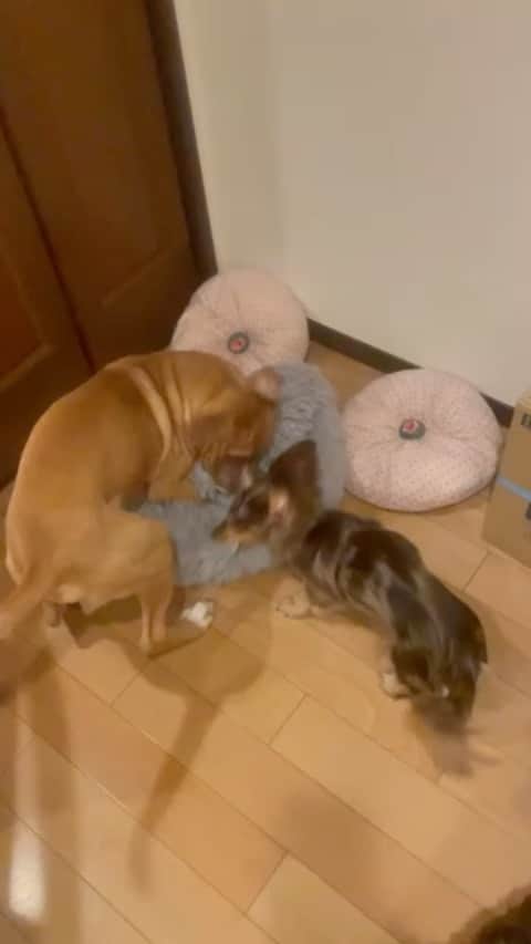 山口祥行のインスタグラム：「何日もコイツ達と遊んでなーい🐶 #いぬすたぐらむ」