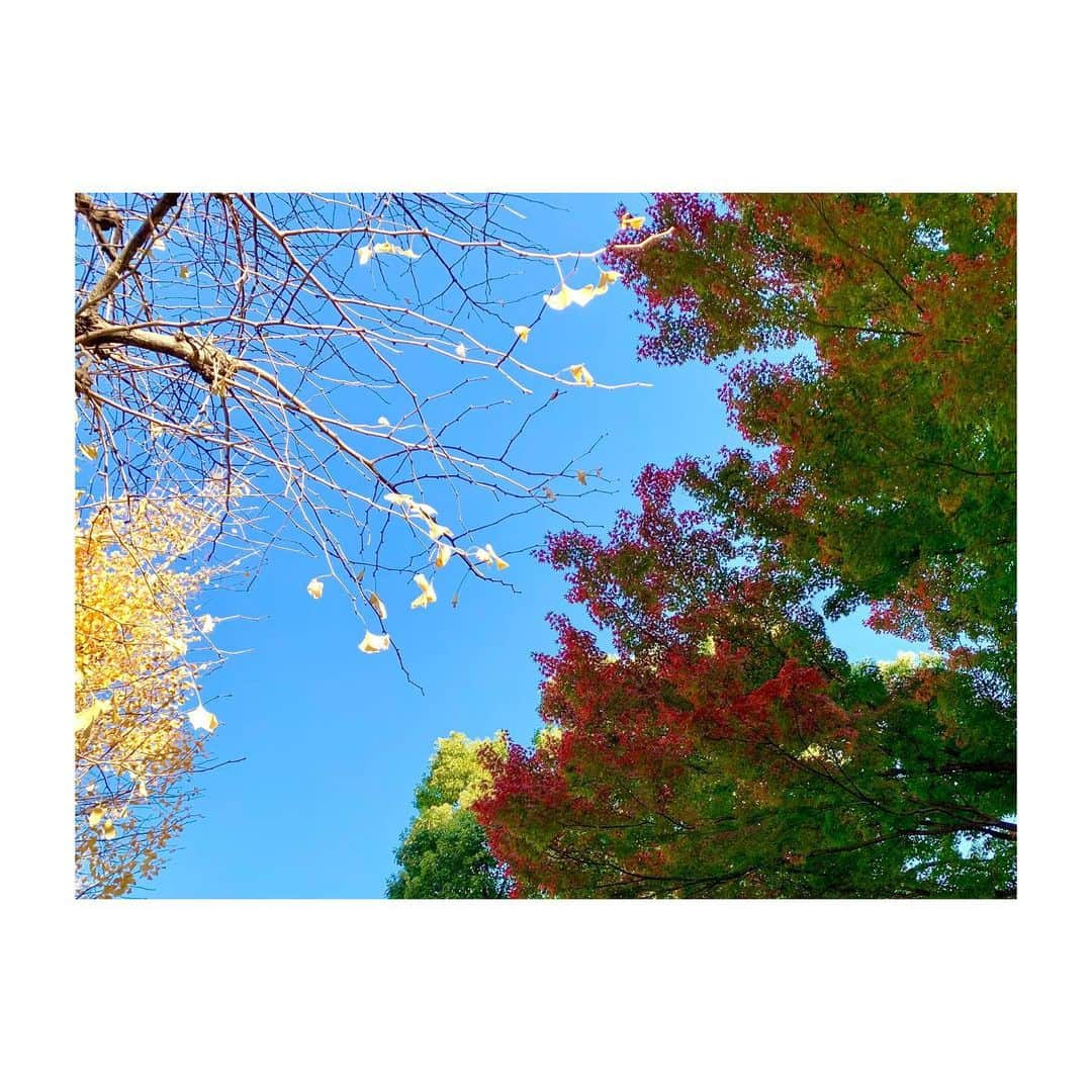 久保井朝美さんのインスタグラム写真 - (久保井朝美Instagram)「🍁 色づきつつある紅葉と 散りつつある銀杏🧐 ． 週末は澄んだ青空で ともに映えていました✨ ． 色づく途中の 紅葉って好きだなぁ☺️❤️ クリスマスカラーですね🎄 ． #黄葉 #紅葉2021 #クリスマスカラー #気象予報士 #久保井朝美 #時差投稿です」12月6日 18時31分 - asami_k920