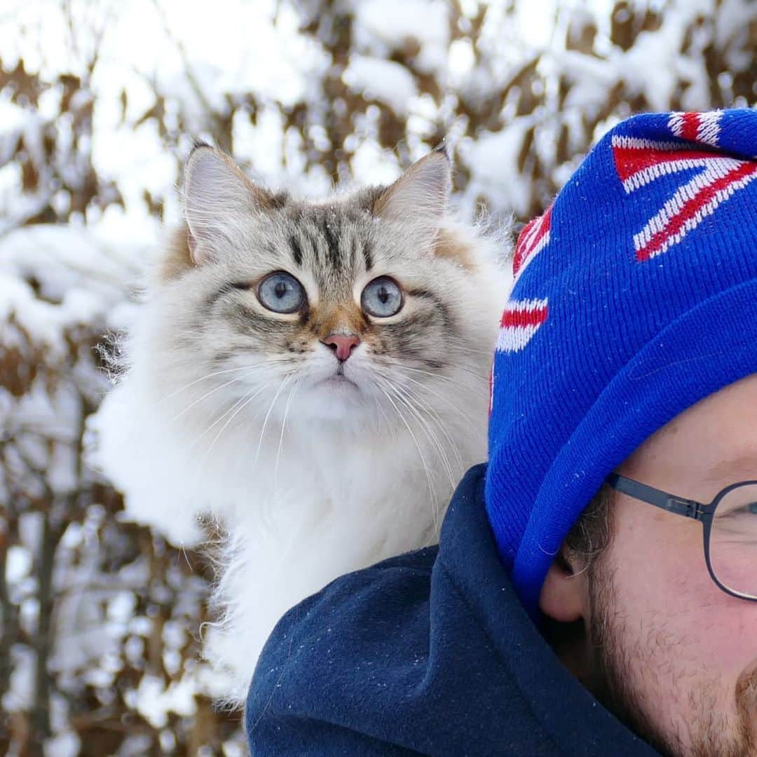 Floraのインスタグラム：「Travelling in style since 2015😹 #taxi #cat #kitten #december #snow #catsofinstagram #travelinstyle」