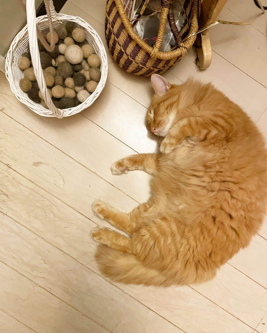 猫沢エミさんのインスタグラム写真 - (猫沢エミInstagram)「クロワッサン・オーニャモンドゥ🥐  なかにはプラリネのクリームがたっぷり入っています。  冬。  なにもかもが、内側でそっと満ちていく季節。  #ユピ坊　#今夜はひさしぶりに少し安堵  #冬毛MAX #目から暖をどうぞ♨️ #今日のユピワッサン　#身は見た目の三分の一程度です」12月6日 22時01分 - necozawaemi