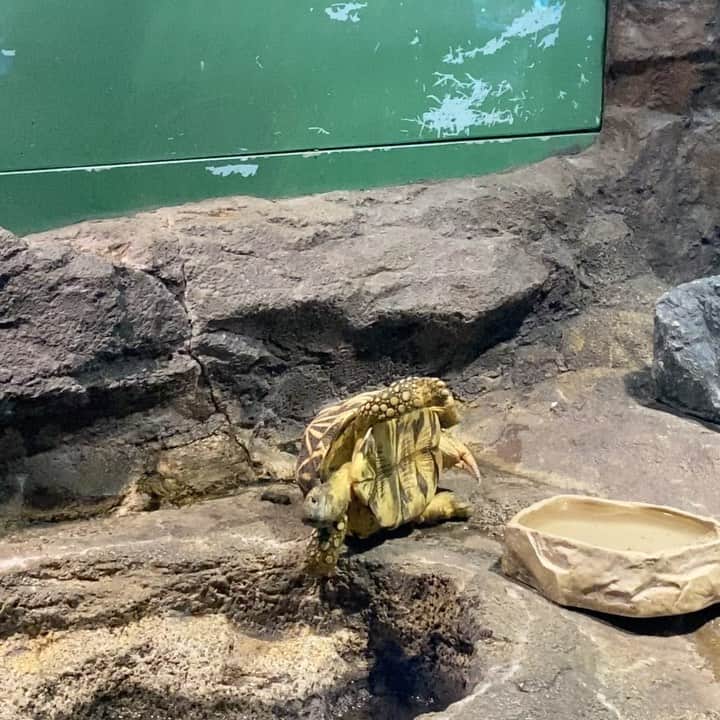 のインスタグラム：「頑張れ〜〜〜〜🐢 そしてどうしてひっくり返っちゃたのかな🤭？ #カメ #亀 #turtle #水族館 #aquarium  #サンシャイン水族館 #🐢」