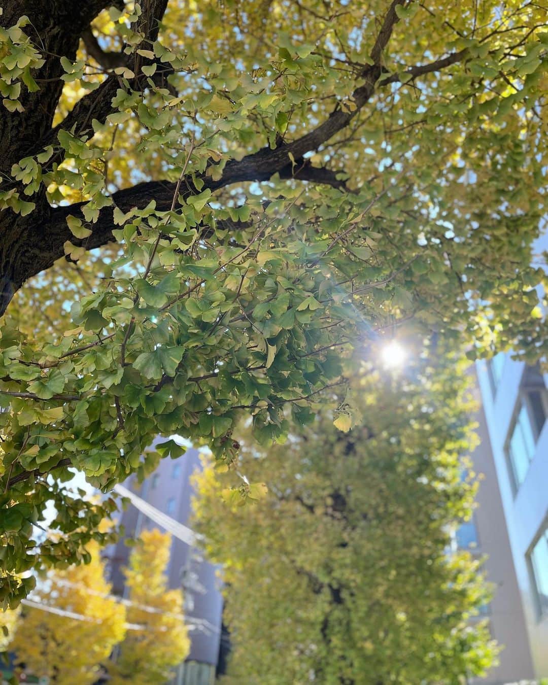 熊澤枝里子のインスタグラム：「December 12🍁 やる気がみなぎってきたぞ✨ 気持ち新たに頑張ろう❤️  2021年も残すところあと少しですね。 今年は例年より遅めの紅葉。 美しいですね☺️  #december」