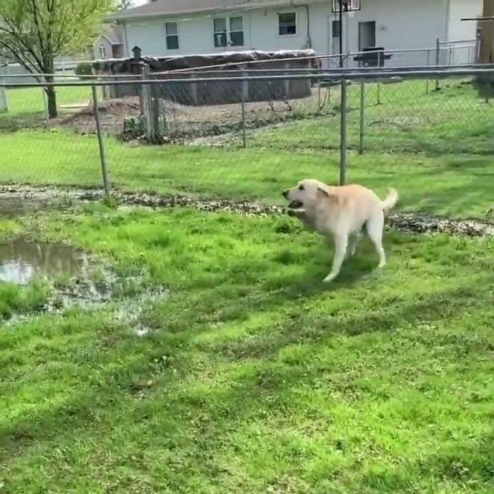 World of Labradors!のインスタグラム：「Meet Stevie! He was born with Cerebellar Hypoplasia, a neurological condition that affects his coordination and balance but nothing can stop him. Stevie loves playing in puddles. We all need this kind of joy in our lives. - @stevie_the_wonderdog」