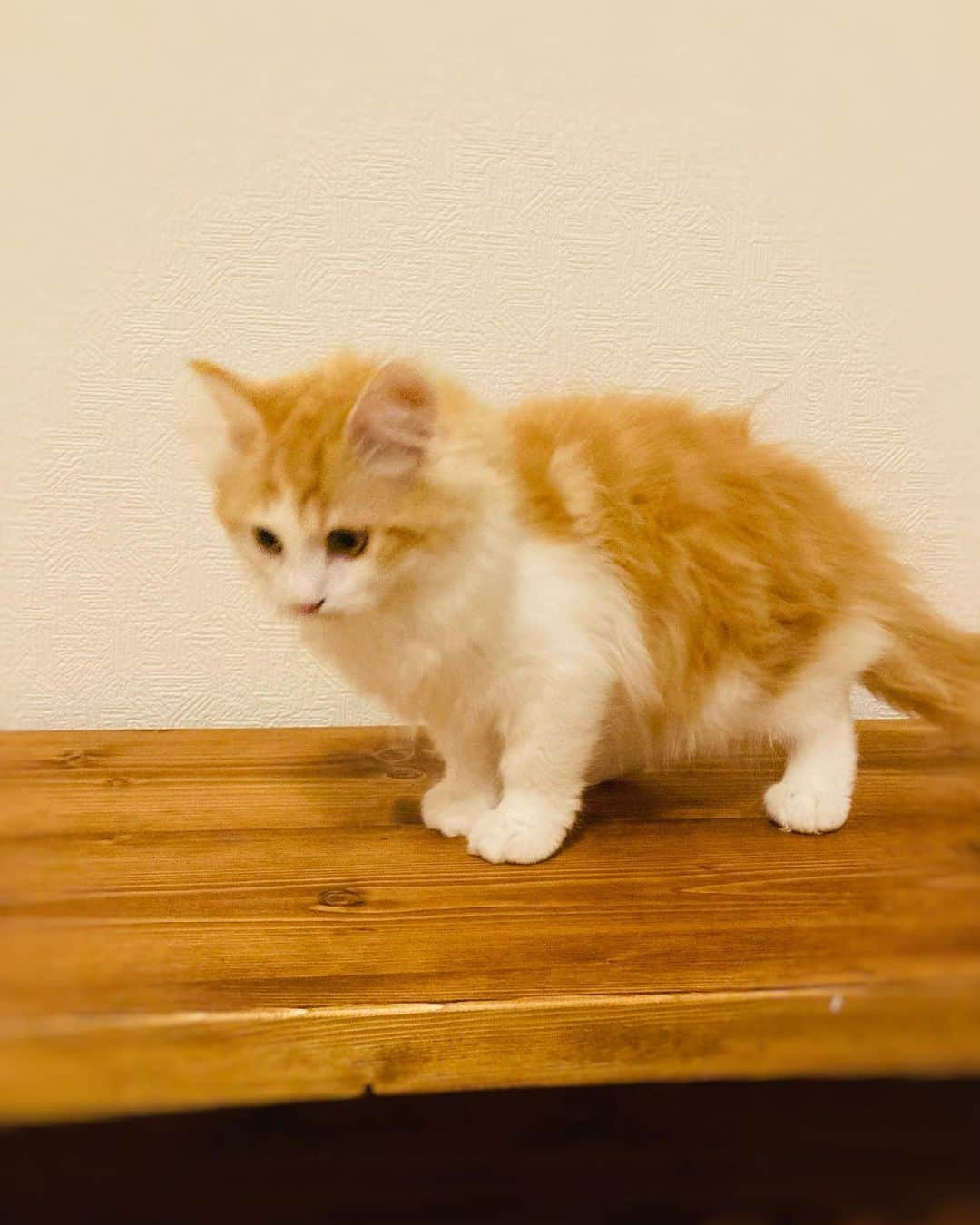 山岸愛梨さんのインスタグラム写真 - (山岸愛梨Instagram)「ついに！ 猫ちゃんをお迎えしました🤍  実家でずっと一緒に 暮らしていましたが、 猫ちゃんが幸せに暮らせるように 改めてたくさん調べて たくさん準備しました。  ぽわぽわで毎秒可愛いです。 可愛すぎて苦しい。。笑  #猫　#子猫　#猫のいる暮らし」12月7日 9時50分 - airi_yamagishi