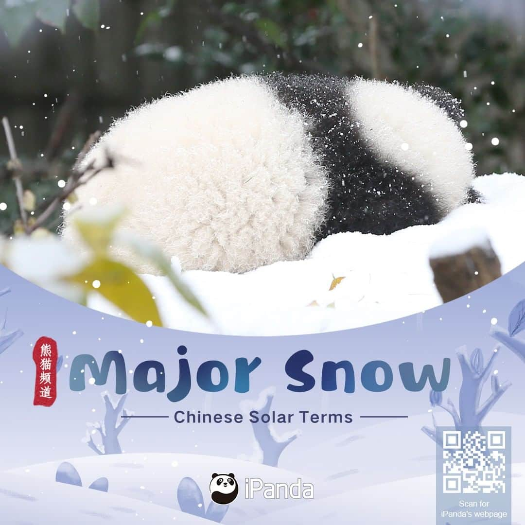 iPandaさんのインスタグラム写真 - (iPandaInstagram)「Heavy snow usually arrives on the advent of Major Snow, which is the 21st of the 24 solar terms of the Chinese lunar calendar. We pandas remind you to keep warm while enjoying the fascinating snow scenes.⛄️ ❄ ❄ ❄ #Panda #iPanda #Cute #PandaPic #ChineseCulture #WildlifeParadise #AGreenerEarth」12月7日 11時00分 - ipandachannel