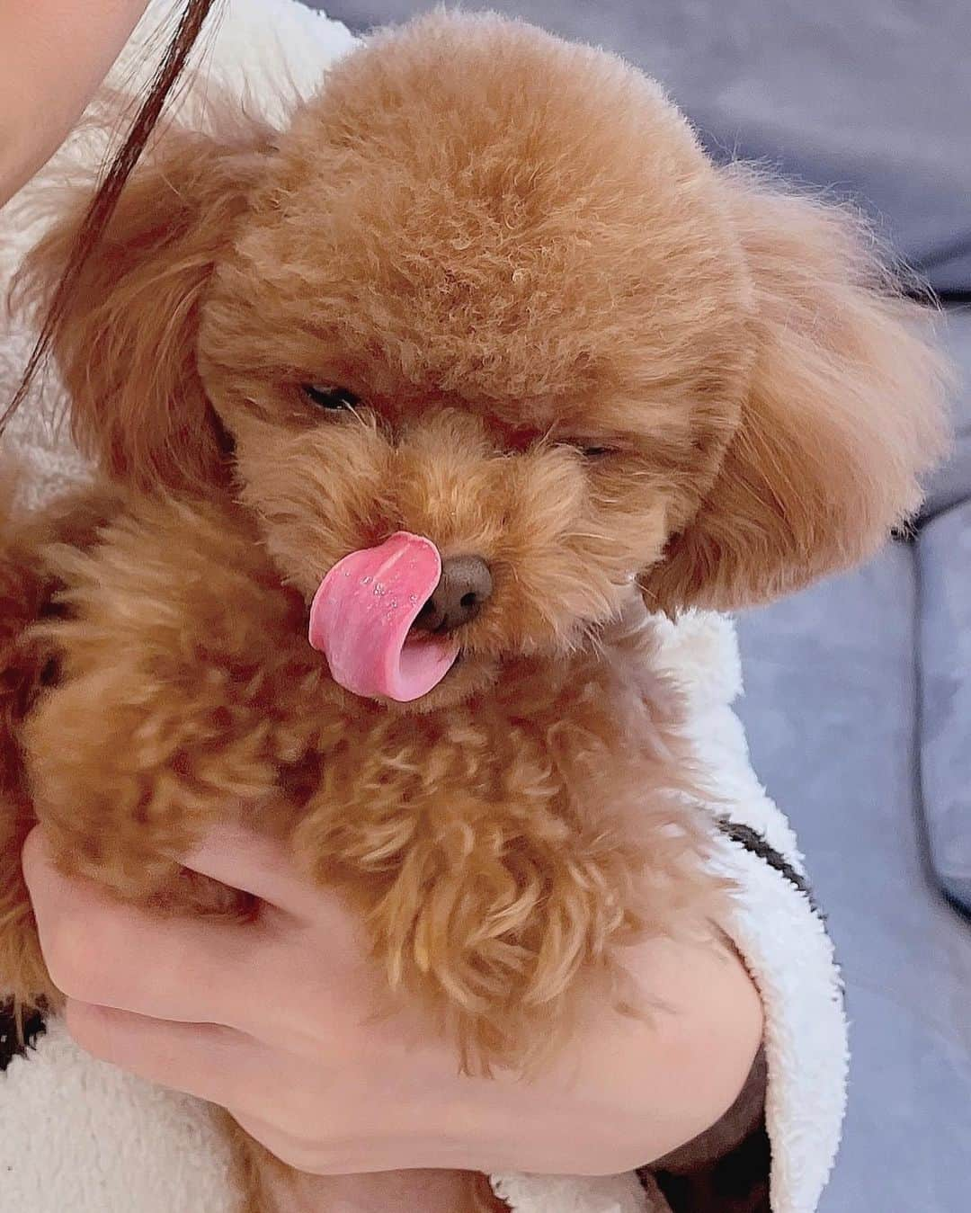 吉田沙保里さんのインスタグラム写真 - (吉田沙保里Instagram)「写真撮るといつも舌が出るね🐶👅💓 何してもカワイイ❤️  #愛犬 #リリー #女の子 #トイプードル #1歳7ヶ月」12月7日 11時01分 - saori___yoshida