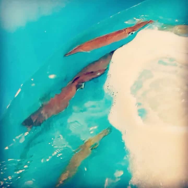 九州うまか　梅田店のインスタグラム：「本日も元気に💪営業再開中ー🎉🎉 🦑九州うまか梅田店🦑です☀☀☀ ⏰オープン15時 ハッピーアワー🍻毎日開催  #九州  #ご当地グルメ  #博多  #イカ  #デート  #happy  #ビール  #レモンサワー  #ハイボール  #ハッピーアワー  #コロナに負けるな   #梅田  #大阪  #駅近  #夜  #ディナー  #夜ご飯  #お酒」