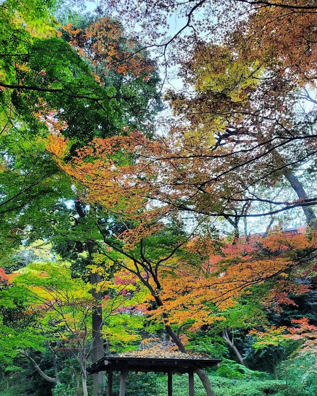永吉令奈のインスタグラム：「🍂」
