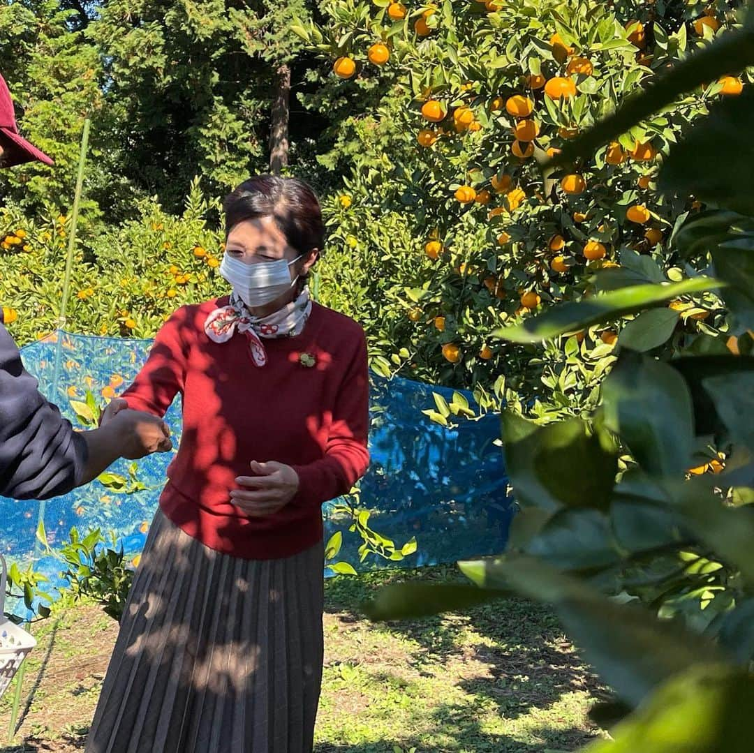 宮崎美子さんのインスタグラム写真 - (宮崎美子Instagram)「皆さん、こんばんは。  先日、みかん狩り🍊に行ってきました❣️  とても良い天気で最高のみかん狩り日和でした。  その模様は、YouTubeよしよし。でご覧いただけます。  小林農園さん、武蔵村山ロケーションサービスさん、ありがとうございました😊  #みかん #みかん狩り #武蔵村山 #youtube #よしよし。」12月7日 17時28分 - miyazakiyoshiko.official