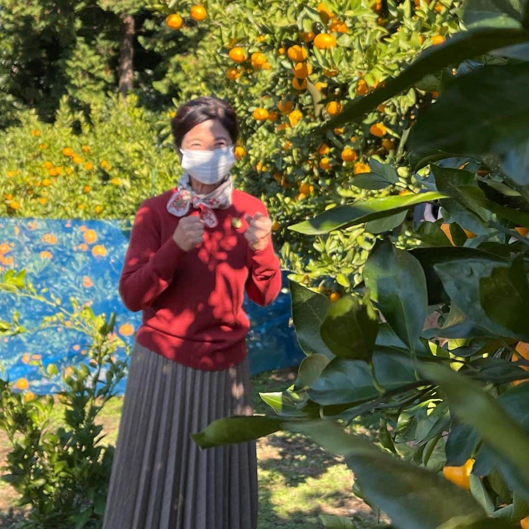 宮崎美子さんのインスタグラム写真 - (宮崎美子Instagram)「皆さん、こんばんは。  先日、みかん狩り🍊に行ってきました❣️  とても良い天気で最高のみかん狩り日和でした。  その模様は、YouTubeよしよし。でご覧いただけます。  小林農園さん、武蔵村山ロケーションサービスさん、ありがとうございました😊  #みかん #みかん狩り #武蔵村山 #youtube #よしよし。」12月7日 17時28分 - miyazakiyoshiko.official