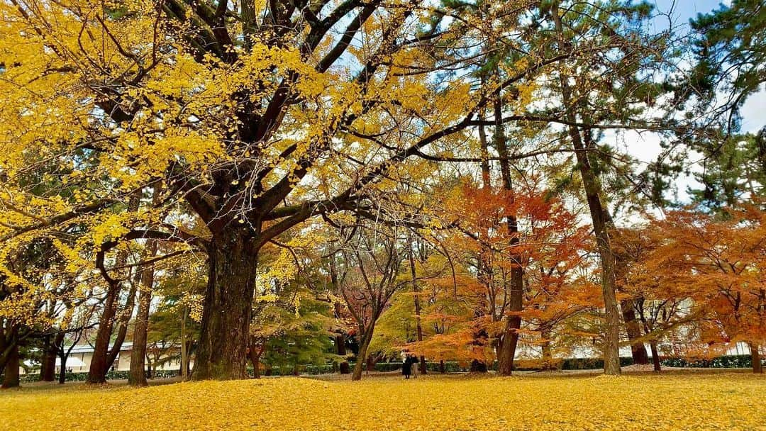 Taeko Mitamura - 三田村妙子のインスタグラム：「🍁　@kyotogyoen_info   #京都御苑 #紅葉 #長期滞在 #hotelstay #京都 #taekotrip」