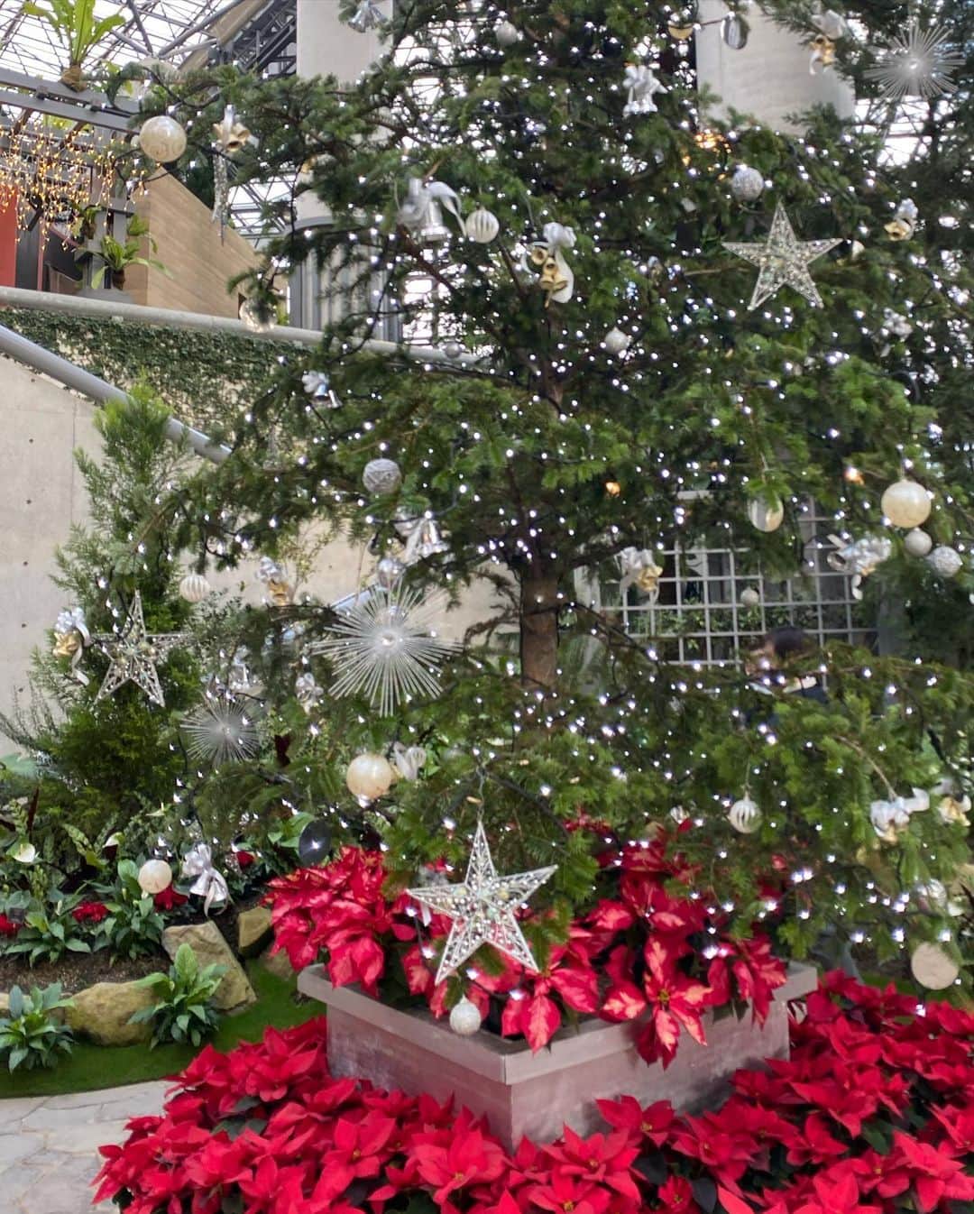 IKUMIさんのインスタグラム写真 - (IKUMIInstagram)「🎄 緑がいっぱい♡  淡路夢舞台のグリーン館（温室）🌿 奇跡の星の植物園🌟っていうらしい🌿  今クリスマスモードになってたよ〜💕💕  大阪住んでるとほんまに自然少ないけん こういう植物園来て緑を浴びると 元気が出る🤣🤣💪🏻  夜もキラキラしてすごいらしい♡ クリスマス使用は26日までらしいから みなさんお早めに💝  私のお気に入りはポインセチアと本物のクリスマスツリー🎁  .  #クリスマスツリー　#クリスマス　#植物園　#淡路夢舞台　#淡路島　#淡路島旅行 #淡路島観光 #奇跡の星の植物館 #関西モデル　#モデル　#モデルになりたい　#モデルさんと繋がりたい　#スナイデル　#snidel #ミニスカート　#クロエバッグ #クロエ　#デート　#美脚　#関西旅行　#関西観光　#デートコーデ #神戸旅行　#神戸観光　#あざとい　#あざとい系女子 #モテコーデ　#モテ　#モデル撮影　#撮影モデル」12月7日 19時40分 - miiiino3o