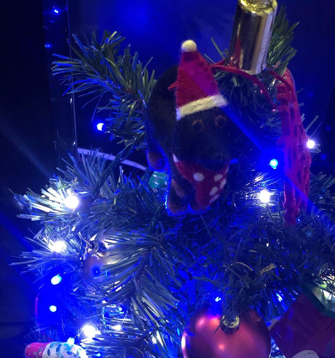 梅津弥英子さんのインスタグラム写真 - (梅津弥英子Instagram)「☺︎ 昨日はクリスマスツリーの日。写真を撮った時にイット！のスタッフが教えてくれました。我が家のツリーには、今年からるーく2号が加わりました。部屋を見渡せるようにツリーのてっぺんにつけました。イギリスからはるばるやってきたるーく2号は、友達が見つけた時に『るーくだ！』と思わず飛びついて買ってくれたそうです。離れていてもInstagramを見てるーくのことを思ってくれるなんて、本当に嬉しいなと思います。 改めまして、いつもInstagramを見てくださる皆さん、ありがとうございます。寒がりな2匹ですが、るーくもらいあんも元気にしています。 #クリスマスツリーの日 @livenews_it  #るーく2号」12月8日 7時40分 - yaeko.umezu