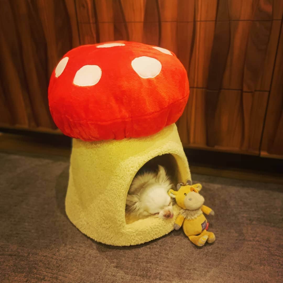 上野樹里のインスタグラム