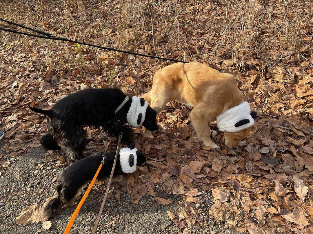 ともさんのインスタグラム写真 - (ともInstagram)「今日は可愛いパンダ🐼🐼と筋肉ムキムキのいかついパンダ🐼を連れてお散歩に行ってきました😂 * #ダックス　#くーちん14歳　#イングリッシュコッカースパニエル　#ルッちん4歳　#ゴールデンレトリバー　#るこる君7ヶ月　#グンマフクシマ　@cocopippi39」12月8日 11時26分 - tomowithdog