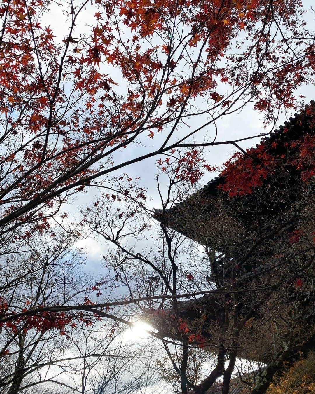 森川侑美さんのインスタグラム写真 - (森川侑美Instagram)「こんなに静かな 京都紅葉鑑賞は初めてでした🍁  #kyoto#autumn#🍁🐶#2021」12月8日 16時06分 - yumi.morikawa322