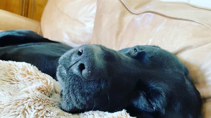 アレン・ジョーンズのインスタグラム：「It’s impossible to try and take a nap with these guys.」