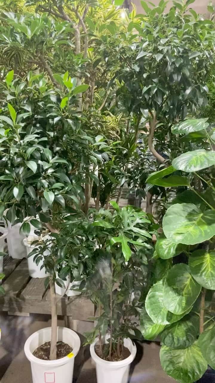 井上咲楽のグルメインスタ