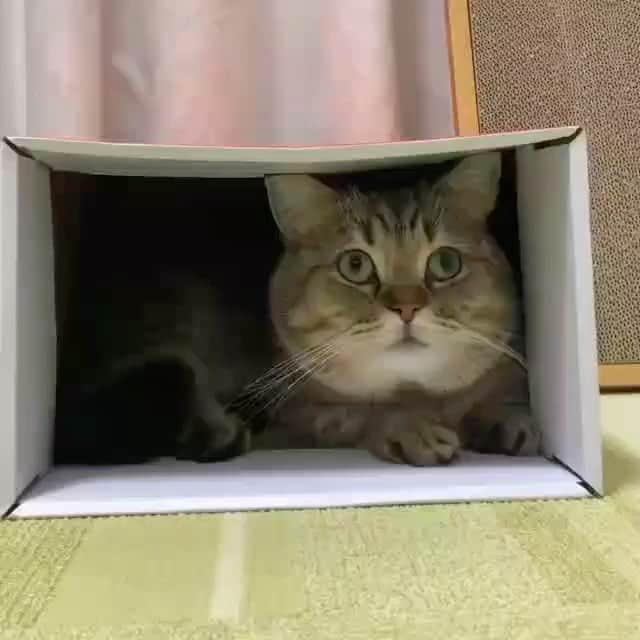 The Cats Of Instagramのインスタグラム：「#Repost • @mustlovecatsnyc Some #ekekek for your Friday! 😺 #Repost @ekekekkekkek 💜 Ekekekkekkek 📦 @kote218」