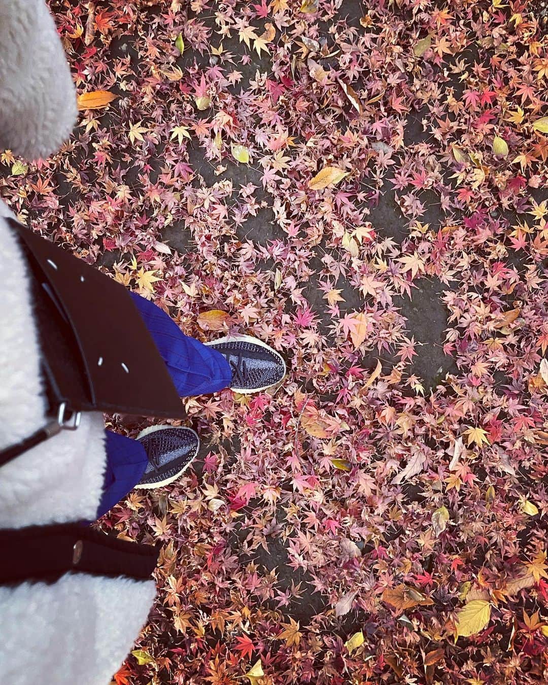 笛木優子さんのインスタグラム写真 - (笛木優子Instagram)「もみじ🍁絨毯が綺麗でした〜〜  あー😮‍💨まさかのこのタイミングでテレビが壊れましたーー😭😭 今日はバチェラーなのにい、、、悲しかです〜いろいろ試してますがダメかもしれないです📺テレビが壊れるなんて、、」12月9日 23時00分 - yukofuekiyumin