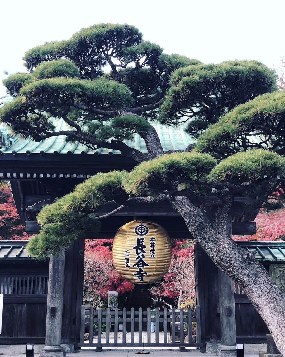 のインスタグラム：「【突然ですが長谷寺】  ふらりと一人で長谷寺へ。  入ってすぐにあったおみくじをひいたら大吉で。 (今年キャッツで福岡行ってた時も大吉ひいたし、なんかもう、ありがとうございます🙏)  書いてあった  「みんなのお陰でここにいるのです」  のお言葉にその場で一人号泣。 帽子&マスクで行って良かった。  十一面観世音さまの御御足に触れながらお祈りをさせて頂けるのは年内まで。 貴重でした。  小中高と鎌倉で育ったので、色んな思い出も蘇るし、大人になったから気づく魅力にも触れながら、素晴らしいエネルギーチャージができました。  ただのミュージカル好きっ子だったやつが真瀬はるかでい続ける為に、どれだけの方が手を差し伸べ背中を押してくださっているか。。。  皆さんが導いて下さった道、そこに対して自分でも努力して掴んだもの、沢山の人が送ってくださる拍手やお気持ち、全てが必要で繋がっているなと改めて🙏  明日からまた真摯に努めます。 感謝。  #長谷寺  #鎌倉 #紅葉 #神社仏閣巡り #おみくじ #大吉 #ひとり時間 #真瀬はるか」