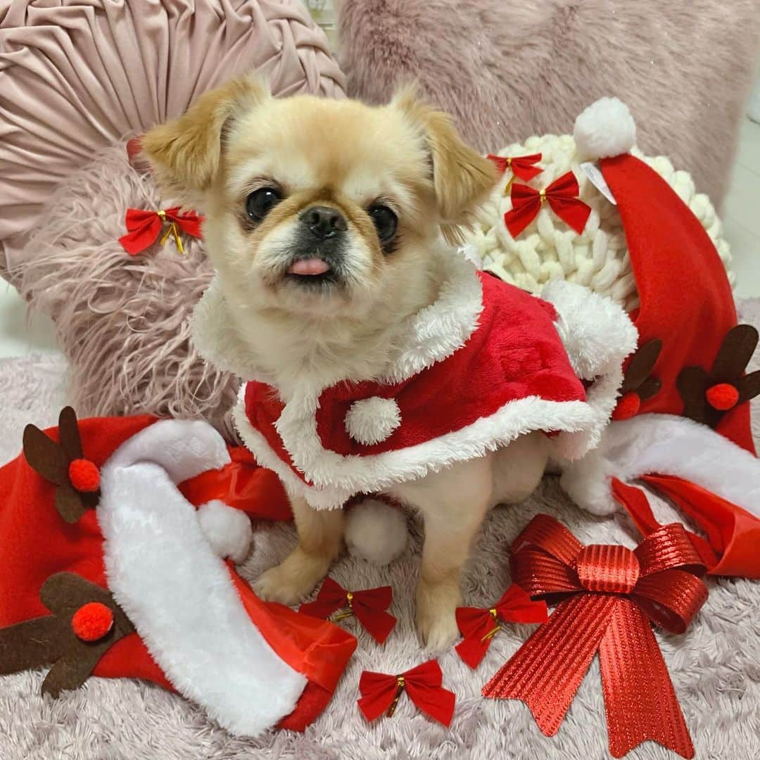 吉川ちえさんのインスタグラム写真 - (吉川ちえInstagram)「【🎄🎁🎅🌟🐶】 . クリスマスイッヌ🐶❤️❤️ サンタコスさせちゃった~😂💕 すごく可愛すぎた🤦‍♀️💓(親バカ) . きなこさん赤似合うね🐶❤️ . #クリスマス #xmas #サンタ #christmas #サンタコス  #サンタ犬 #christmasdog」12月9日 21時17分 - yoshikawachie_16