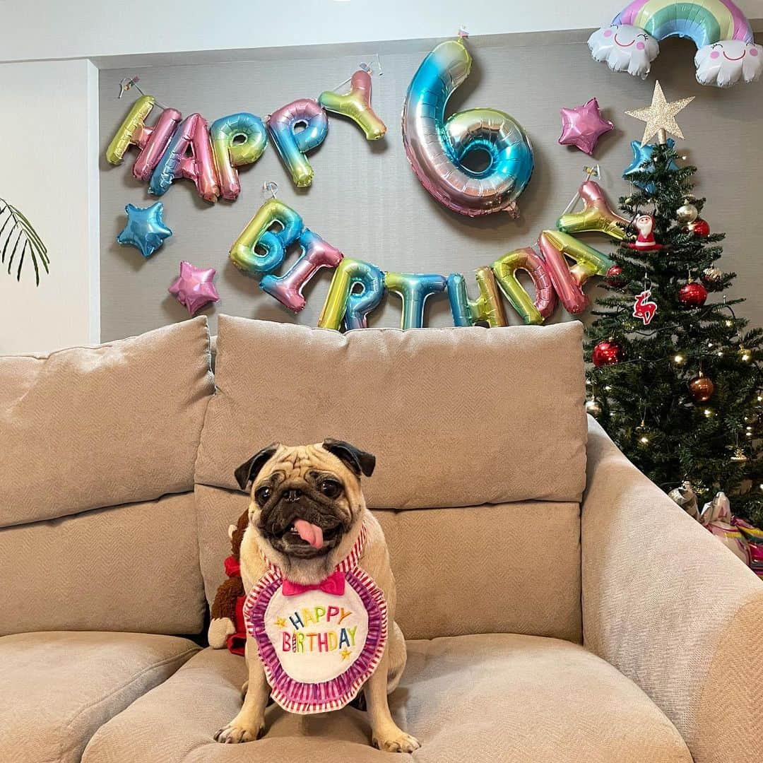 真飛聖さんのインスタグラム写真 - (真飛聖Instagram)「🎂 おもち 6歳になりました🎂🐶🎂  毎日、元気に、楽しそうに 過ごしてくれています🐾  これからも おもちの笑顔をずーっと 守っていきたいと思います☺︎  いつもおもちのことを可愛がってくれて、 本当にありがとうございます♡ とっても嬉しいです！！！  これからも皆さんに楽しんでもらえる、笑ってもらえる、 ほっこりしてもらえる おもちをお届けしますので 楽しみにしていてくださいね✨  #パグ#pug#女の子#6歳 #お誕生日#本日の主役 #おもち」12月9日 21時28分 - sei_matobu