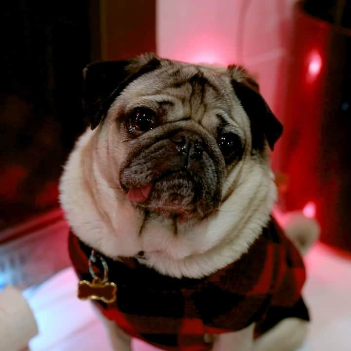 itsdougthepugのインスタグラム