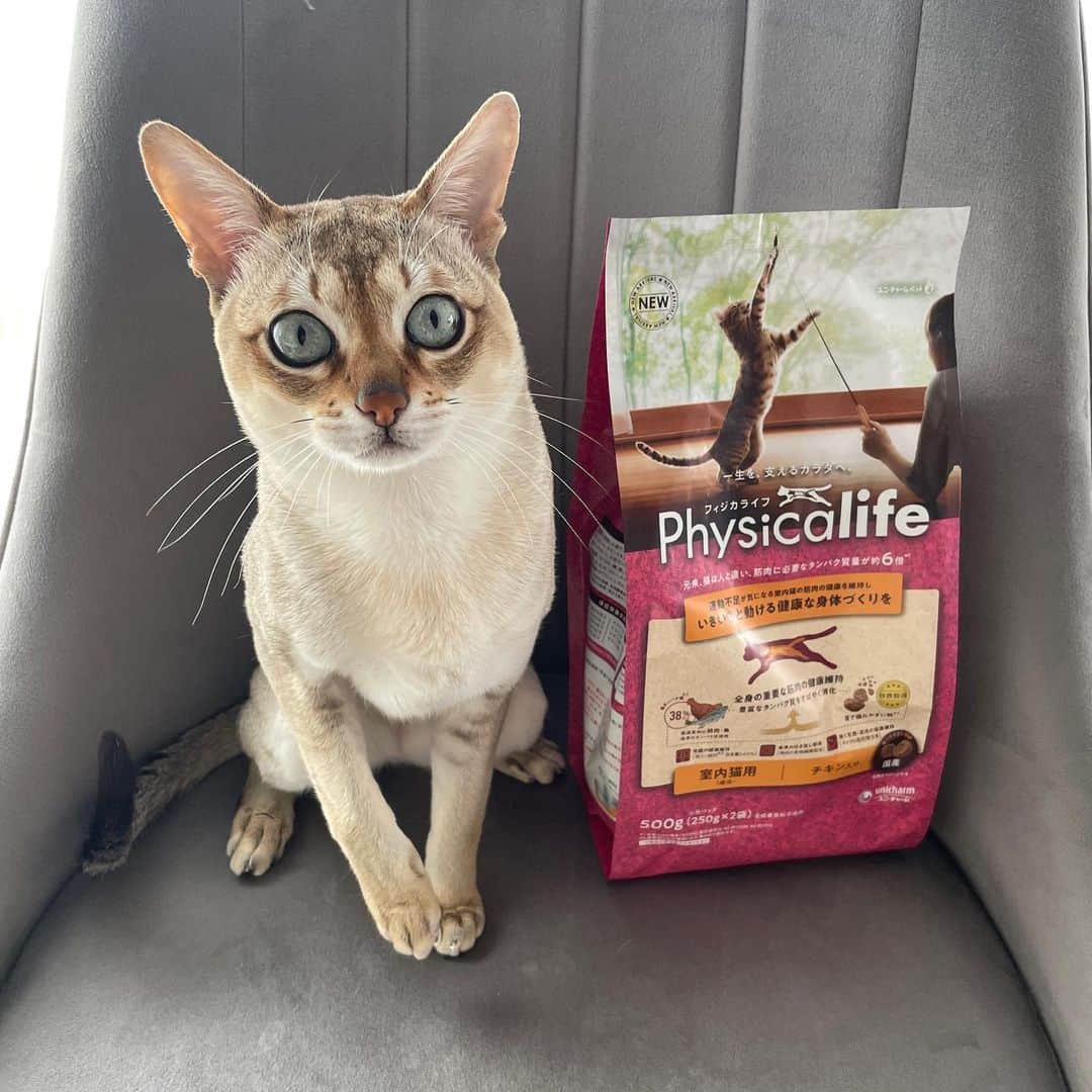 モルト♡Malt(Singapuracat)のインスタグラム：「毎日うさちゃんてちてちするモルトは、フードにはこだわりがあります😺🍽⁡⁡⁡ 今お試ししてるフィジカライフは、タンパク質を豊富に配合してて筋肉の健康を維持してくれるんだって🥳⁡⁡⁡ モルトは困ったことにグルメにゃんこで食わず嫌いなところがあって、おやつもフードも一口も食べてくれないことが今まで沢山あったんだけど、フィジカライフはごはんの準備してる時からすごい催促で食い付いてくれて、夢中になって食べてくれました😭💖⁡⁡⁡ それがまずママとしては嬉しい…✨⁡⁡⁡ カラダづくりに必要なタンパク質にこだわったフードだから、モルトからもおすすめです😽💙⁡⁡⁡ .⁡⁡⁡ https://jp.unicharmpet.com/ja/physicalife/cat/home.html⁡⁡⁡ .⁡⁡⁡ #フィジカライフ⁡⁡⁡ #physicalife⁡⁡⁡ #キャットフード⁡⁡⁡ #ねこすたぐらむ⁡⁡⁡ #ねこのいる生活⁡⁡⁡ #フィジカライフ_PR」