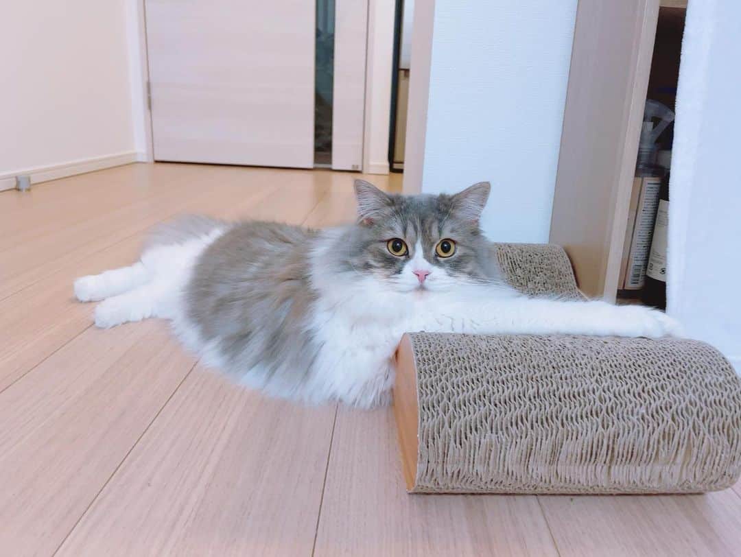 諏訪彩花のインスタグラム：「カメラに慣れてきたメルちゃん。でもちょっぴり迷惑そう？笑　#スコティッシュフォールド #猫と暮らす」