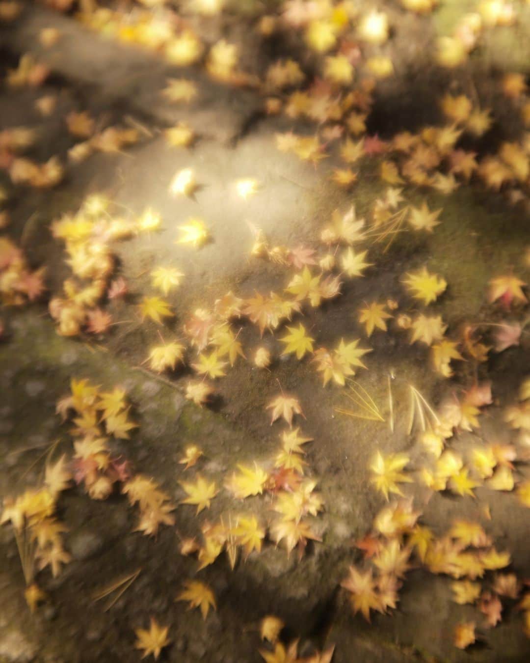 矢野未希子さんのインスタグラム写真 - (矢野未希子Instagram)「おはようございます。 どんどん寒くなってきた❄️ あったかくしてくださいね。  星屑みたいな紅葉の葉。 足元が星空に見えた⭐︎」12月10日 9時09分 - mikko1104