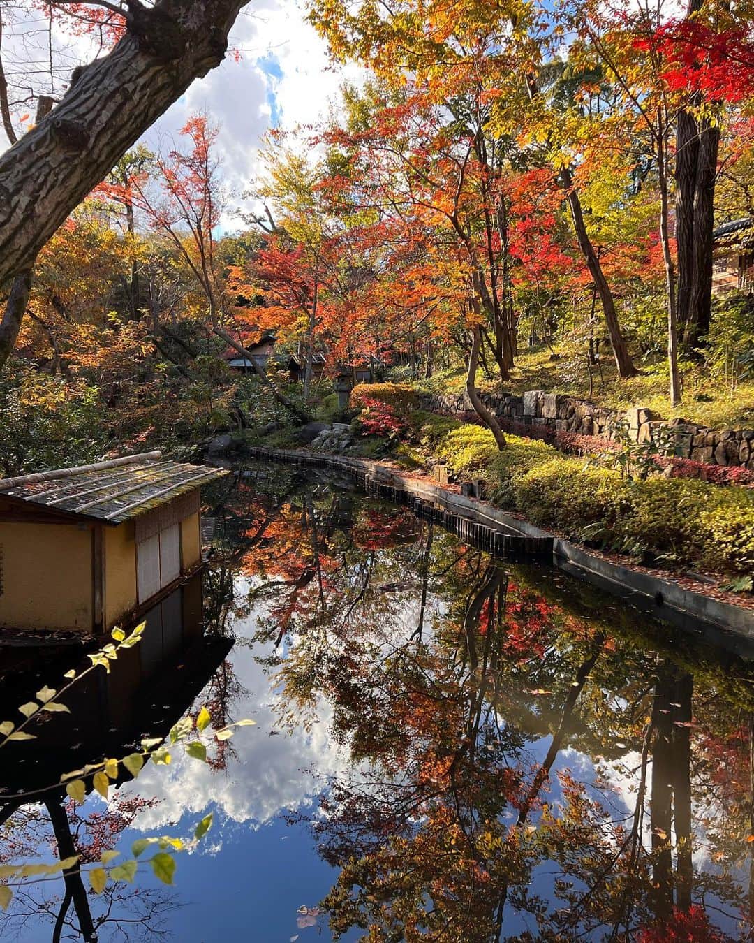 神尾葉子のインスタグラム：「秋ですね🍁 もう少しで冬がやってきてしまう🙄 先日、ふらりと寄った根津美術館の庭園 東京の真ん中にこの風景はすごいですねー #根津美術館 #庭園」