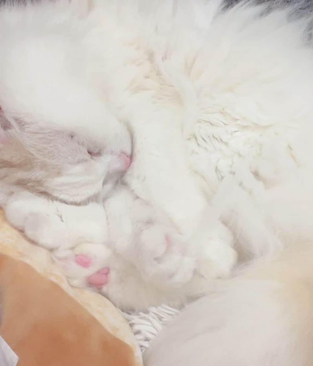 益田アンナさんのインスタグラム写真 - (益田アンナInstagram)「おとうふさん🐈  猫の口元が大好きすぎてぷくぷくの部分ずっと触ってしまう…  #スコティッシュフォールド#白猫#垂れ耳」12月10日 15時12分 - anna_masuda