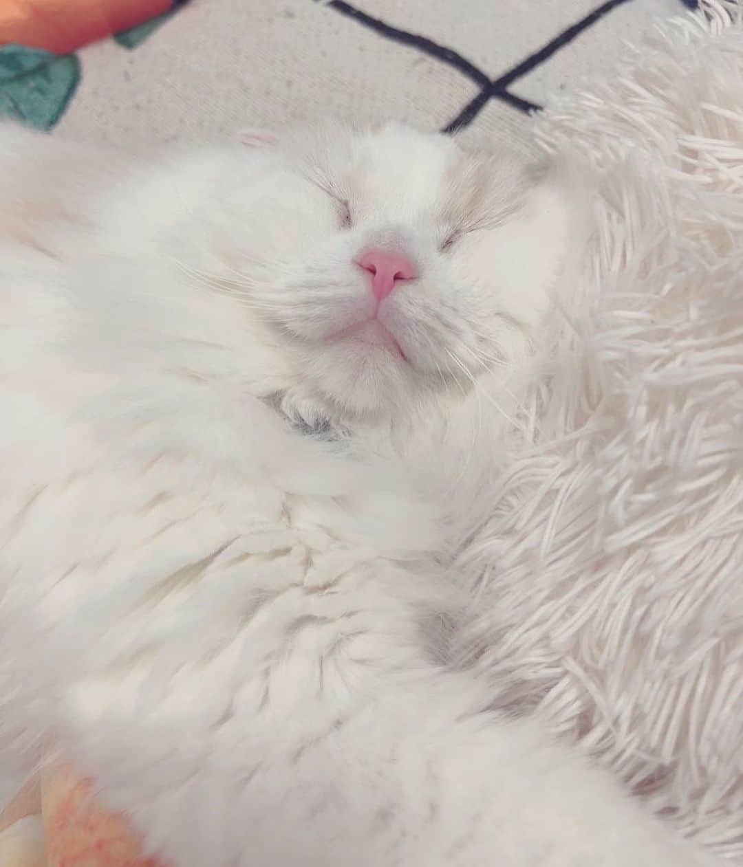 益田アンナさんのインスタグラム写真 - (益田アンナInstagram)「おとうふさん🐈  猫の口元が大好きすぎてぷくぷくの部分ずっと触ってしまう…  #スコティッシュフォールド#白猫#垂れ耳」12月10日 15時12分 - anna_masuda