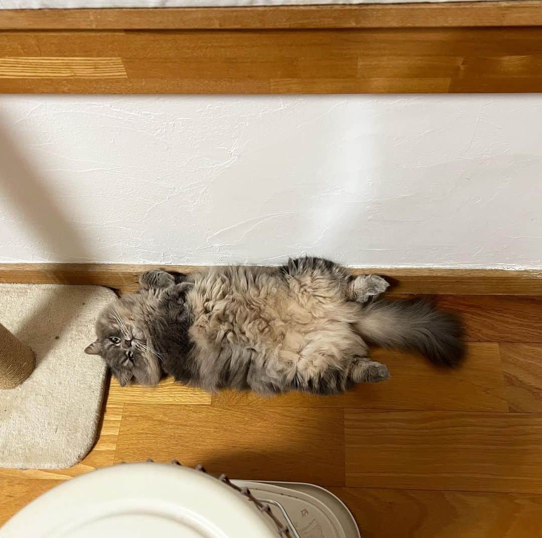 hanaのインスタグラム：「ストーブ近くがいいねぇ🥰  #ぼっふぼふ　#ねこ　#ねこのいる生活 #ねこと暮らす」