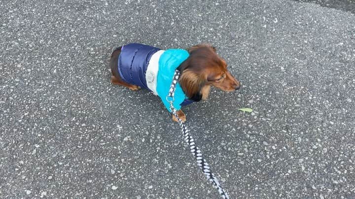 Karinのインスタグラム：「お散歩トレーニング🐶 これでもまだ歩いてるほう💦急に止まるし座るし💦基本は行きは抱っこしないと無理で帰り道しか歩いてくれない💦寒いからと思い冬服のダウン買ったけどまず着せるのにひと苦労😂お母さん頑張る✊😤  #犬 #いぬ #いぬすたぐらむ #いぬのきもち #いぬのいる暮らし #愛犬 #散歩 #散歩トレーニング」