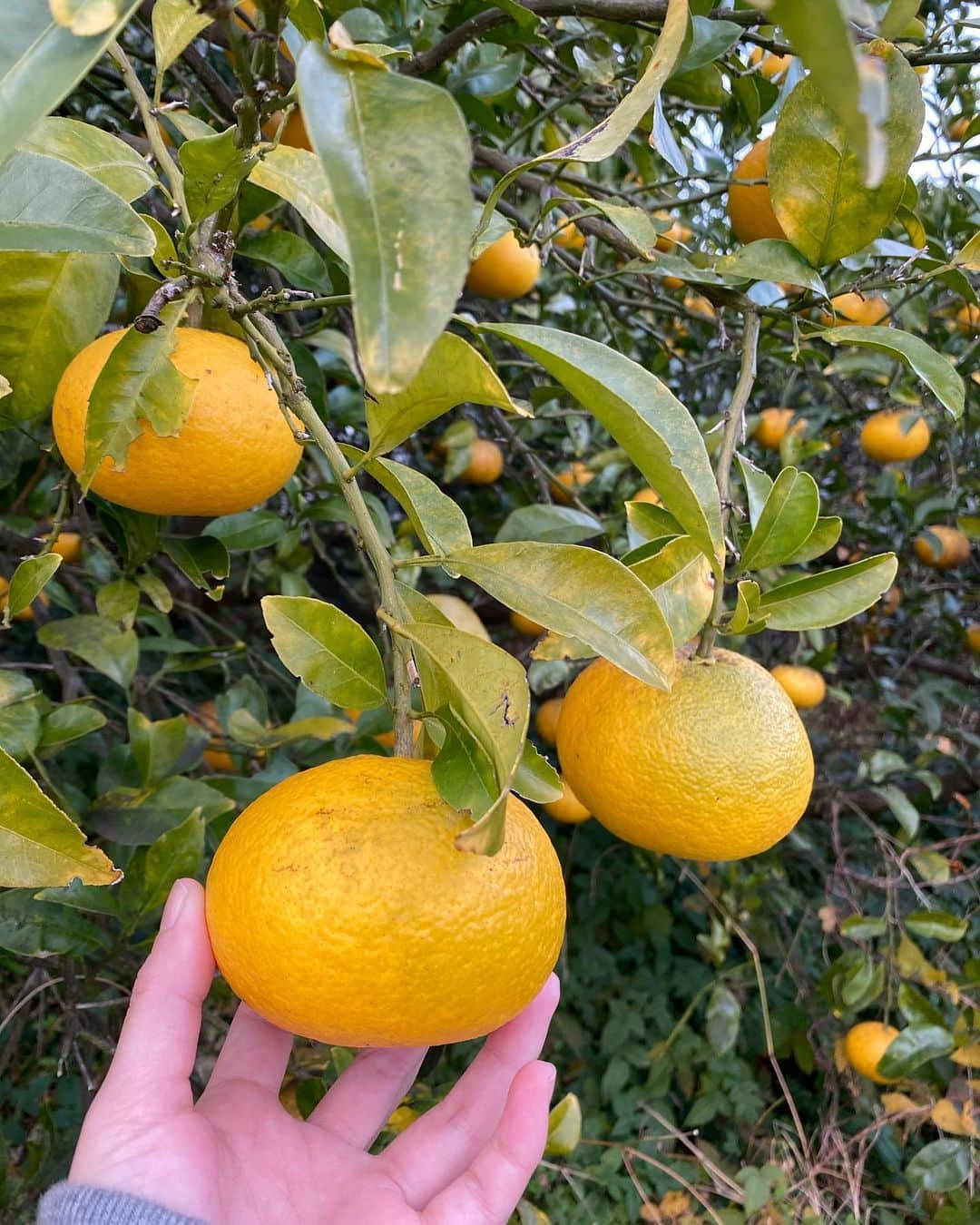 小雪さんのインスタグラム写真 - (小雪Instagram)「ひとりごと🍊  あすがない、と思ったら 自分はどう生きる？ 誰とどこで、何を大切にしたいかな。  ロケでの出会いは 物や場所はもちろんだけど 色んな考えのきっかけ😊  #ロケ  今日もありがとうございました！」12月11日 20時27分 - koyuki2