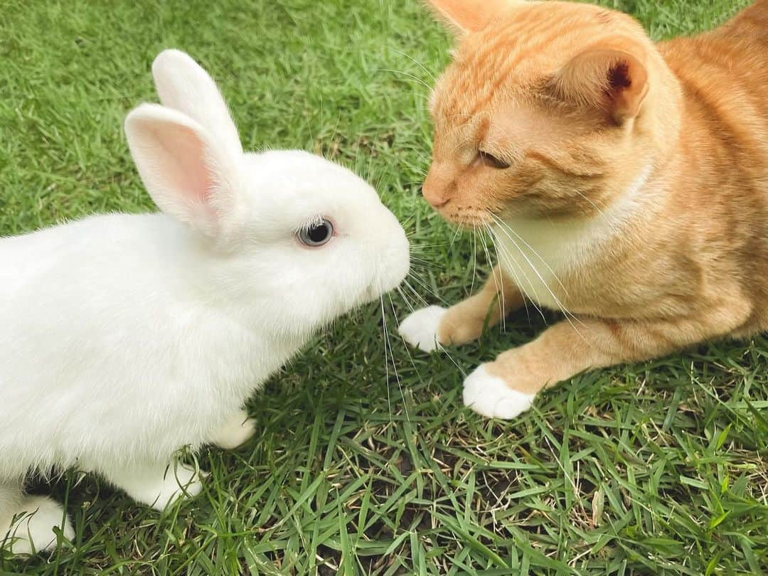 吉川ひなのさんのインスタグラム写真 - (吉川ひなのInstagram)「🐰♡🐈 Winny&Amber  #保護うさぎ」12月11日 14時03分 - hinanoyoshikawa