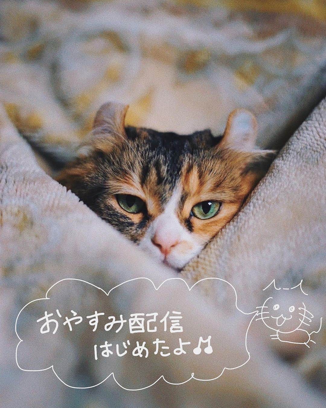 尾崎由香のインスタグラム：「🐈🌙　#おやすみ #ぴゅあぴあ #アメリカンカール　#猫　#猫のいる暮らし #cat #猫スタグラム　#日記　#おざぴゅあ日記」