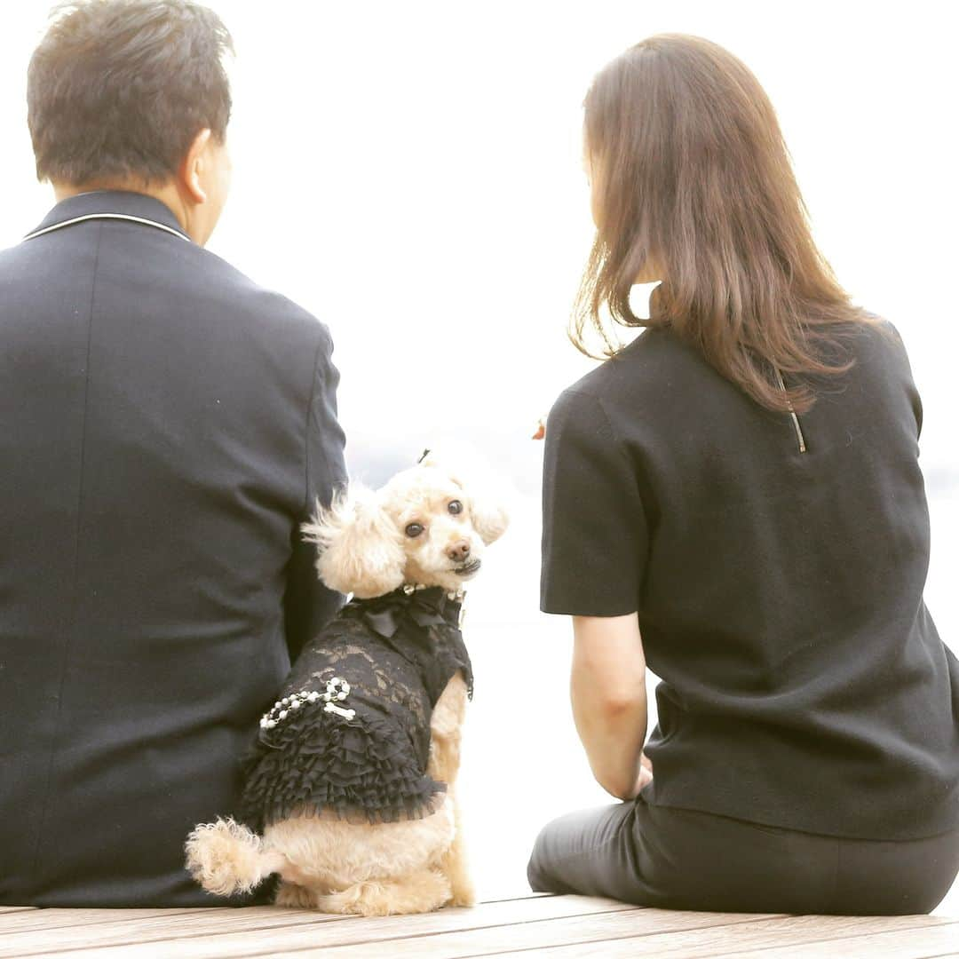 田中康夫さんのインスタグラム写真 - (田中康夫Instagram)「あたしロッタ🐾元祖飛行犬写真家・的場信幸さんが撮影して下さった2022年のLottaマンスリー・カレンダーがまもなく出来上がるのでお楽しみに❣ 今年12月＆来年1月のカレンダーはこちらからダウンロード可能なのよ🐩Lotta写真館⏩ https://tanakayasuo.me/lotta」12月11日 15時37分 - tanakayasuojp