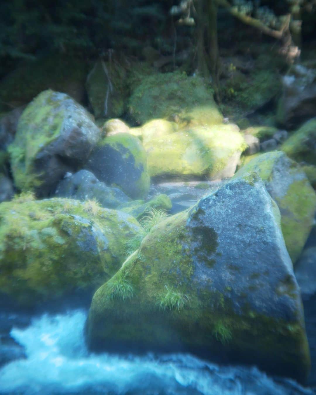 矢野未希子さんのインスタグラム写真 - (矢野未希子Instagram)「いますね、 自然の神様。  もののけ姫の世界だ。」12月11日 17時10分 - mikko1104