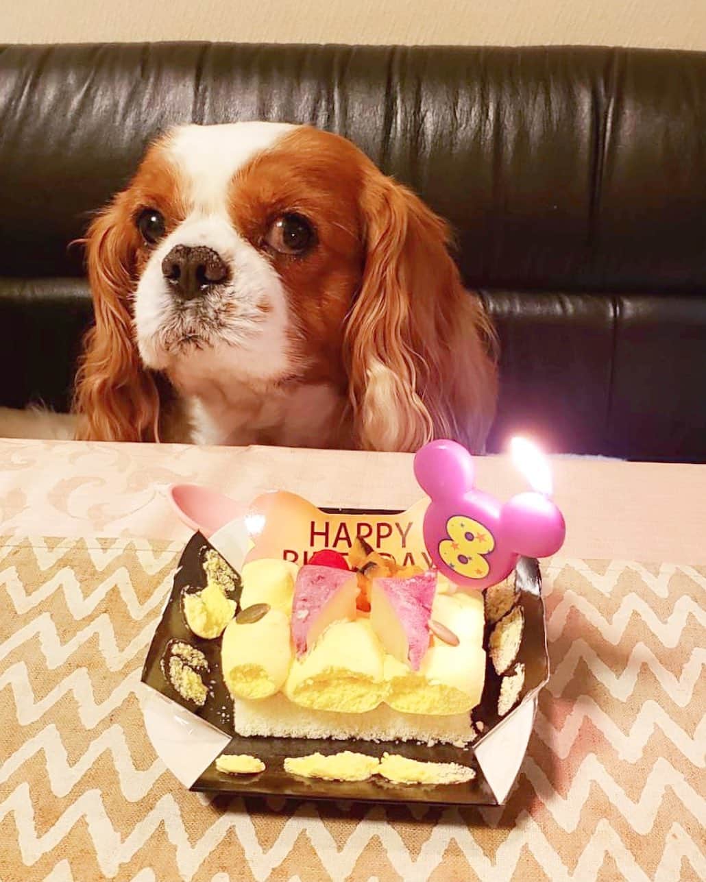 のインスタグラム：「昨日、愛犬エースのお誕生日でした🎂💓初めてワンちゃん用のケーキを食べたみたいなのですが、美味しすぎて完食している動画がママから送られてきて、愛しすぎて泣きそうでした(笑)しっかり歳も重ねてきているけど、いつも甘えん坊で赤ちゃんみたいで、でもお利口さんで可愛いエースが大好きなので、毎日幸せを感じて生きていて欲しいなぁと思います😌✨私に出来ることを愛情たっぷりにまだまだ伝えていくんだ🐶💓長生きしてね💓エース8歳おめでとうーっ🎉✨✨✨ . . . . . #2021年12月10日 #birthday #dogsbirthday #お誕生日 #お誕生日ケーキ #犬用ケーキ #cake #cavalierkingcharlesspaniel #キャバリアキングチャールズスパニエル #caval #キャバリア #キャバリア部 #mydog #ACE #愛犬 #dogstagram #photooftheday #JAPAN #japanesedog #instagood #followme #ricashima #嶋梨夏」