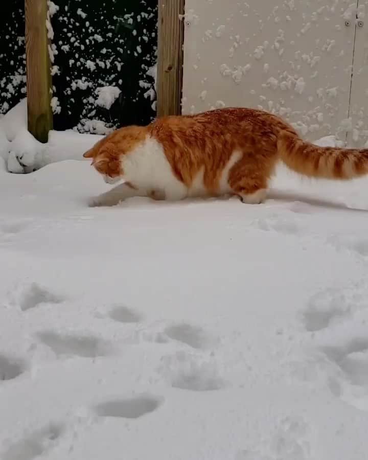 The Cats Of Instagramのインスタグラム：「#Repost • @novaspacekitty Finally, Nova's patience has paid off! Watch him romp around in the snow... or mostly just tap at it. ☃️」