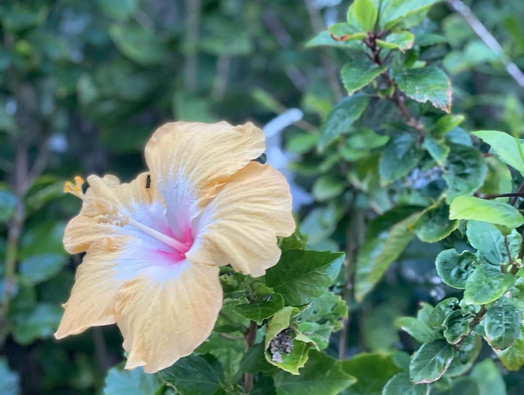 森麻季さんのインスタグラム写真 - (森麻季Instagram)「🏝  11月に行った沖縄 更新しますと言ったきり師走💦 というわけでまずはアクティビティー編  3歳児も出来たカヤック🚣‍♂️ ドローン撮影までしてくれました！ 海の温度は２ヶ月前、が目安らしく寒くもなかったみたいです 息子はカヤックの上から覗けるグラスも借りて、たくさんお魚見られたよーと大興奮で帰ってきました 終始見学の私ですが、暑くて汗かいて待った甲斐がありました  #沖縄旅行 #家族旅行 #沖縄旅行 #沖縄 #okinawa #アクティビティー #読谷村 #カヤック #シーカヤック #3歳 #3歳半 #子連れ旅行 #ドローン #第二子妊娠中」12月12日 8時56分 - maki.mori_m