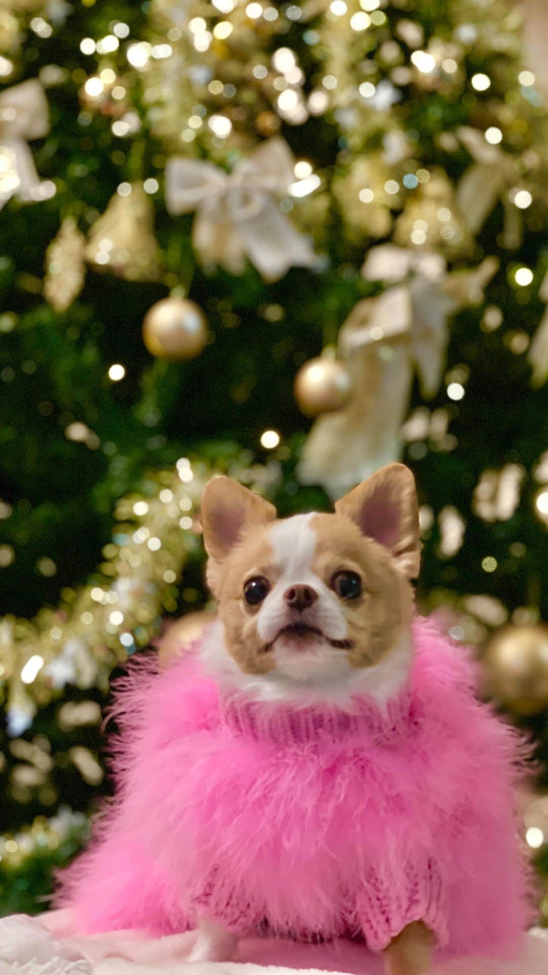 のインスタグラム：「⁑  どやさ軍団のクリスマス🎄✨  ・ ・ #いくよくるよ #Christmas🍗」